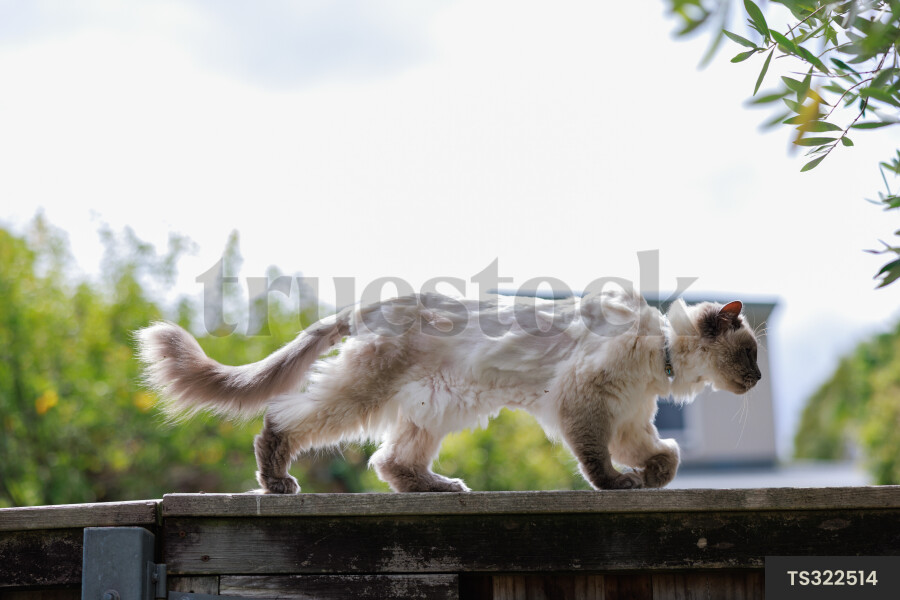 Cat walking a fence
