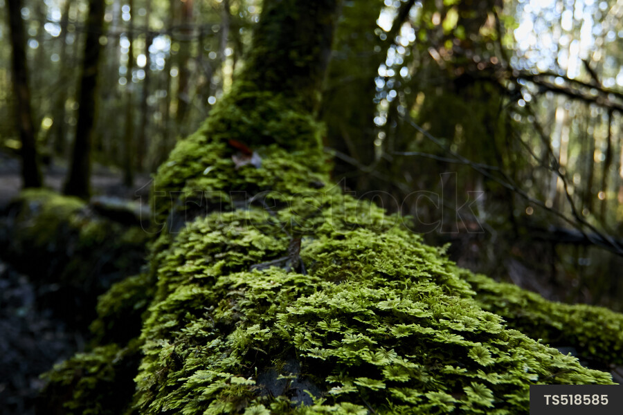 Tree Trunk with Moss and Lichen