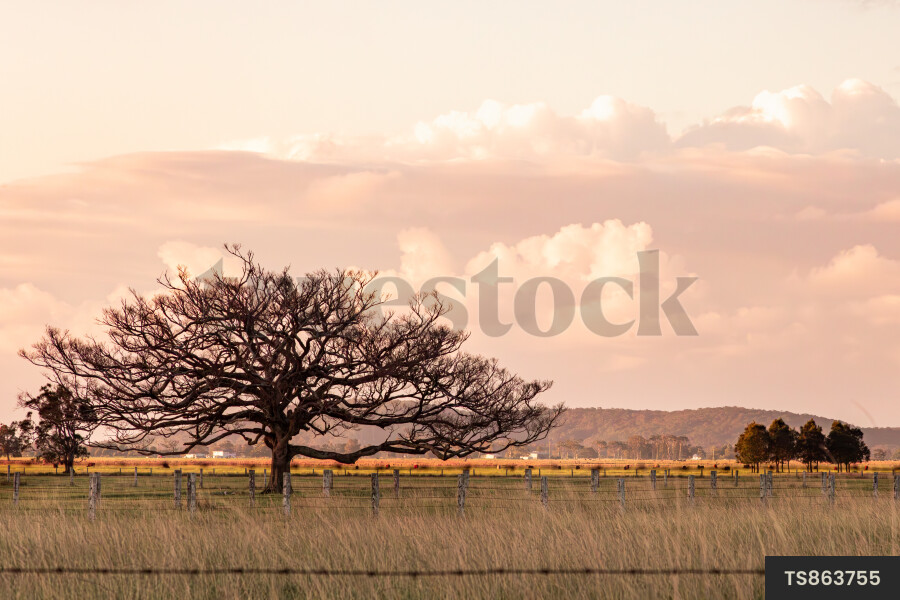 farm landscape