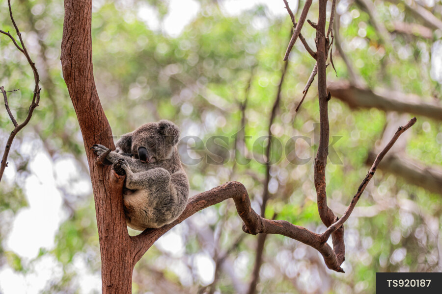 Koala in eucalyptus tree