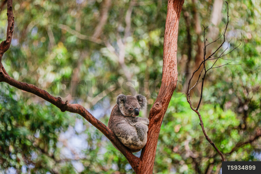 Koala in eucalyptus tree