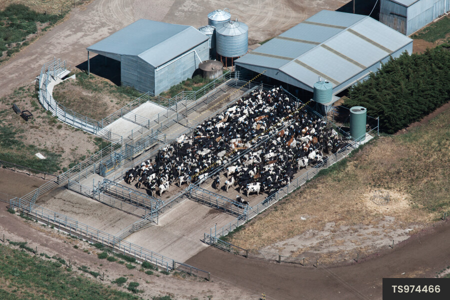 Aerial view of milking shed at airy farm